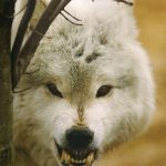 El lobo, animal salvaje cargado de simbolismo en la fratría guerrera y parte fundamental de sus ritos. (Reproducido de Shaun y Sloan 2006).