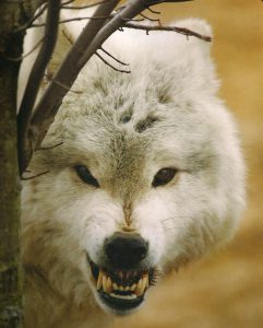 El lobo, animal salvaje cargado de simbolismo en la fratría guerrera y parte fundamental de sus ritos. (Reproducido de Shaun y Sloan 2006).